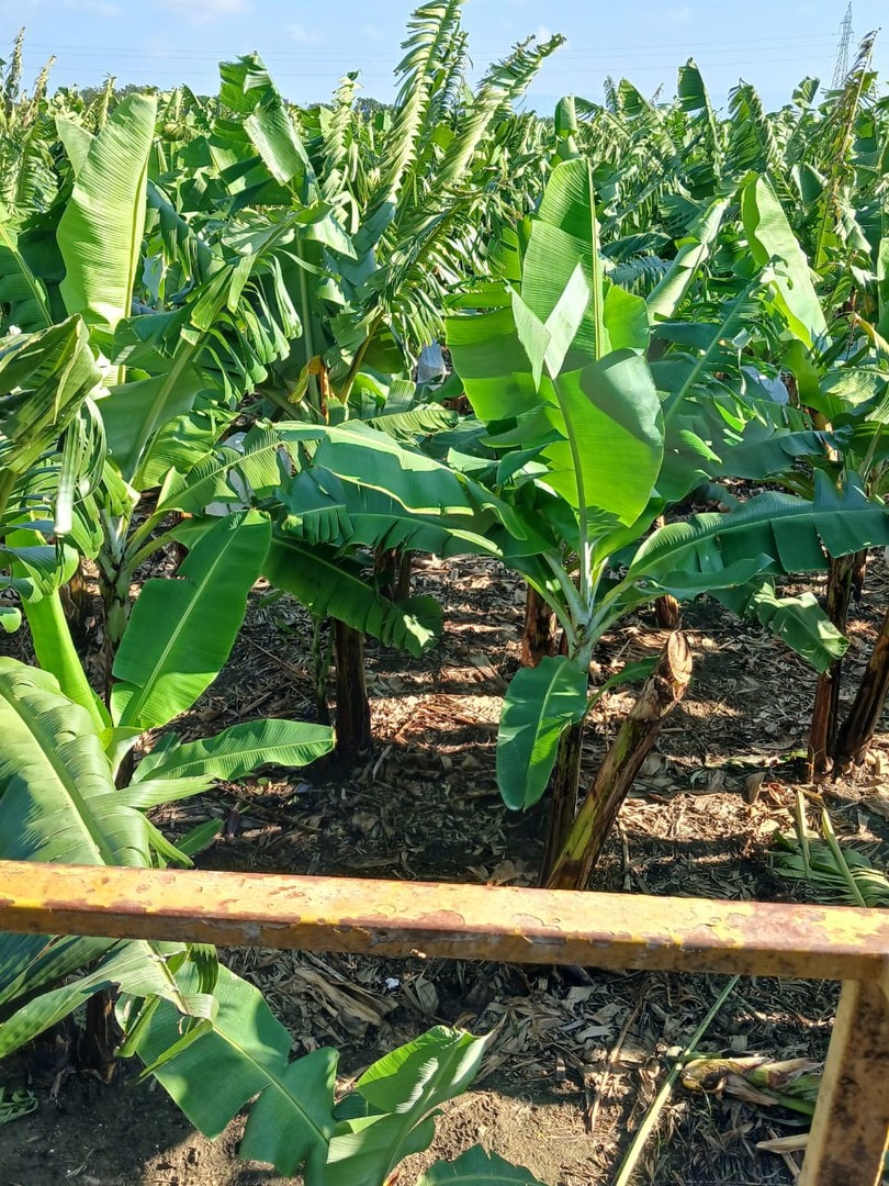 solares y terrenos - Finca 700 tarea en Mao 0