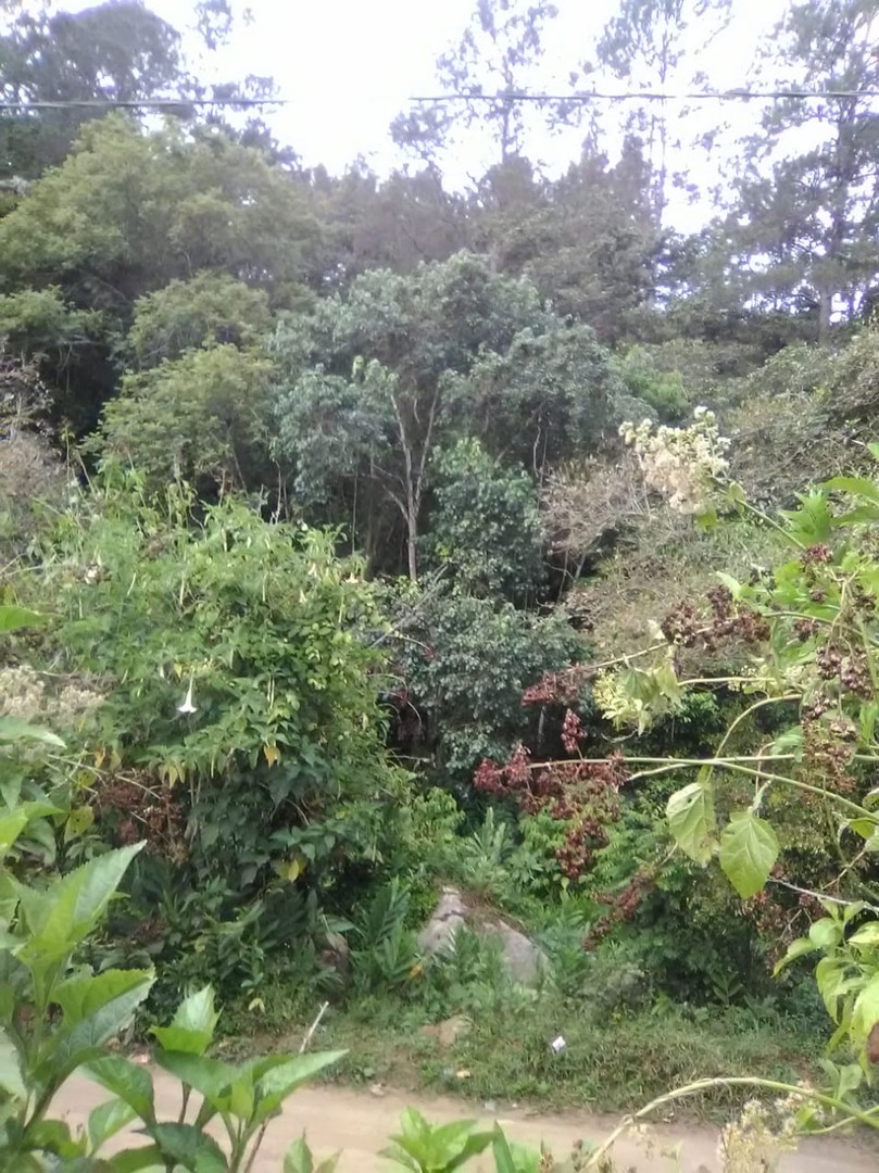 solares y terrenos - Jarabacoa en la jagua 61tareas de tierra.
Lugar paradisíaco.  5