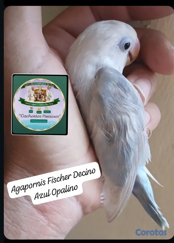animales y mascotas - Aves papilleras, mansa joven y adultas y acesorios  8