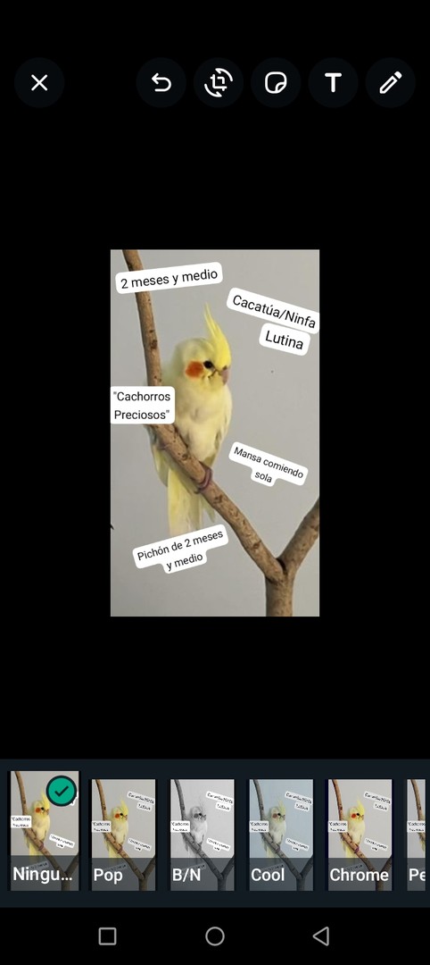 animales y mascotas - Aves papilleras, mansa joven y adultas y acesorios  6