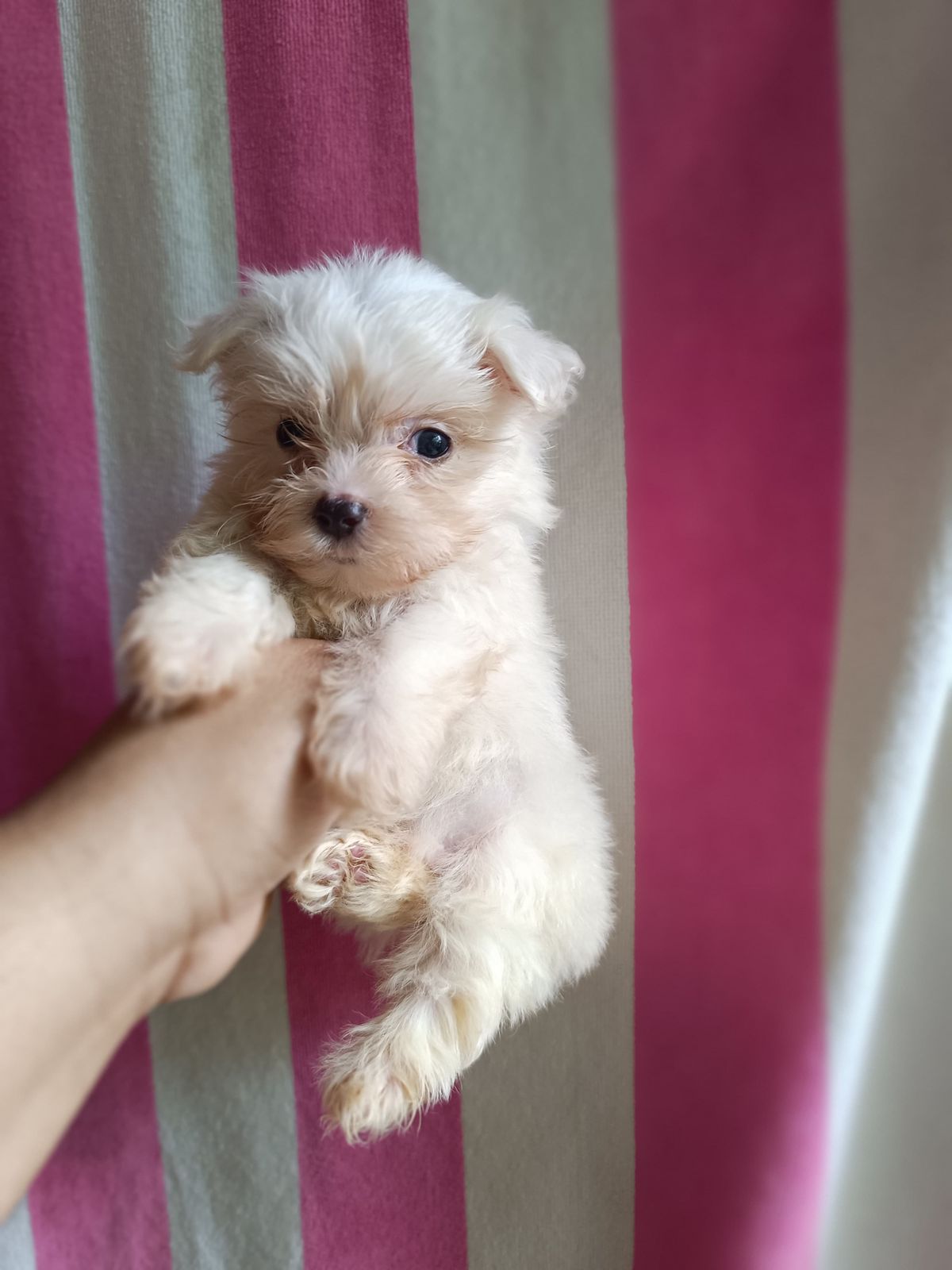 animales y mascotas - OFERTA CACHORRO MALTES MACHO EN SANTO DOMINGO Y VA