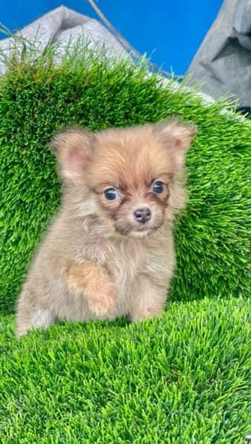 animales y mascotas - Mix de pomerania y mariposa hembras