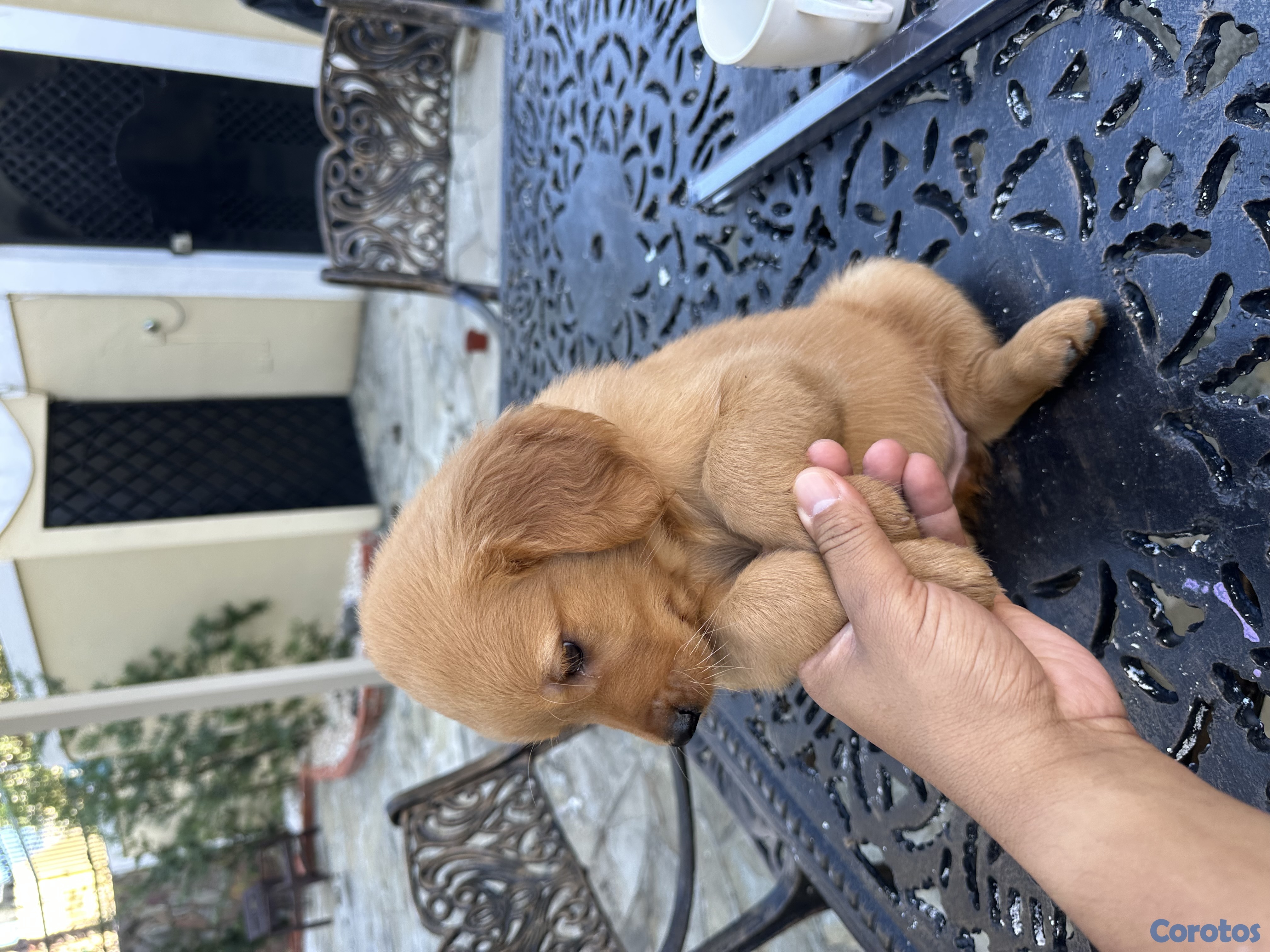 animales y mascotas - Se vende golden retriever 2