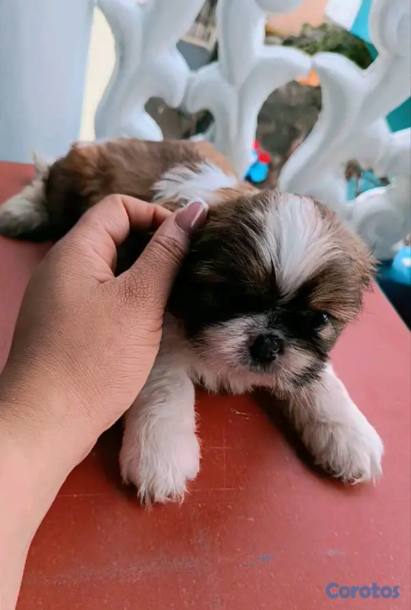decoración y accesorios - cachorro 3