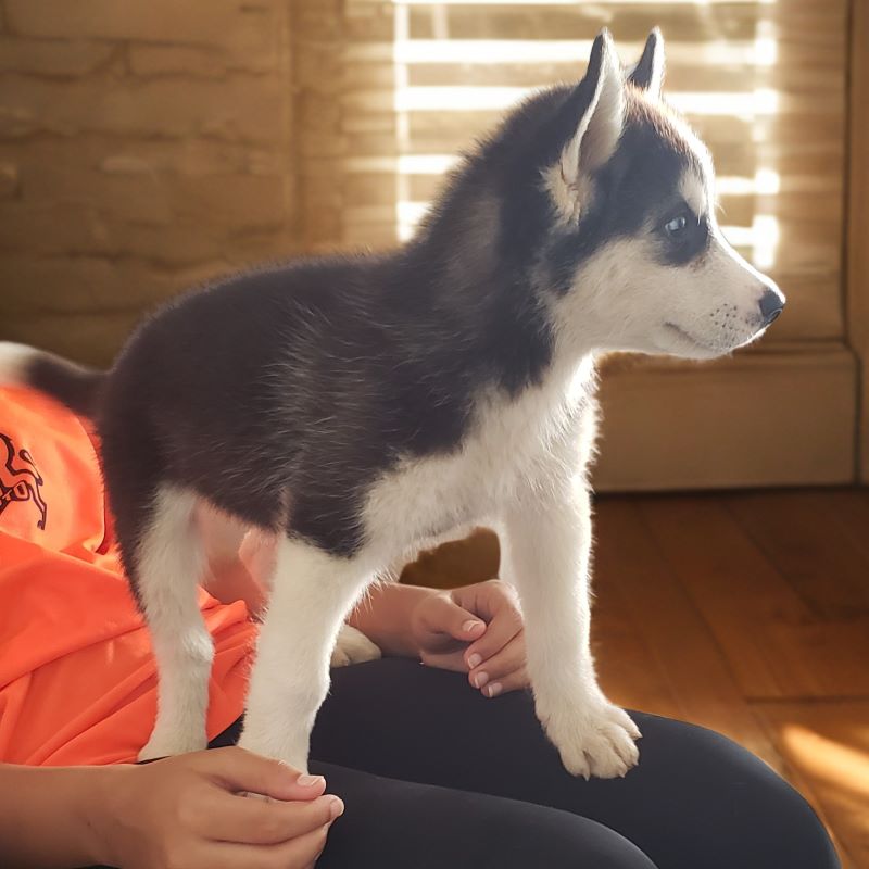 animales y mascotas - Husky Siberiano 2
