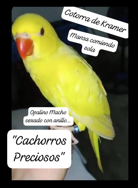 animales y mascotas - Aves papilleras, mansa joven y adultas y acesorios  7