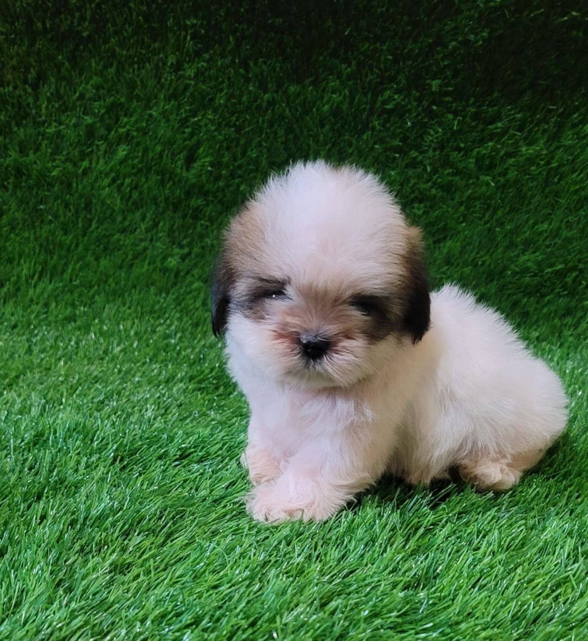 animales y mascotas - OFERTA CACHORRO SHIH TZU MACHO EN EN SANTO DOMINGO