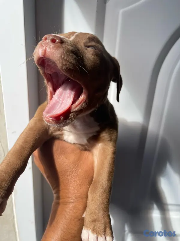 animales y mascotas - Pitbull blue fans 5