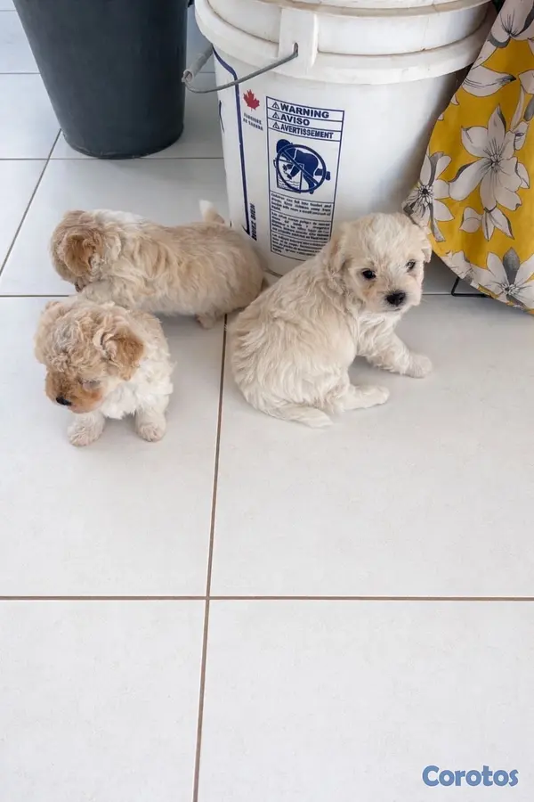 animales y mascotas - maltipoo hembras 5