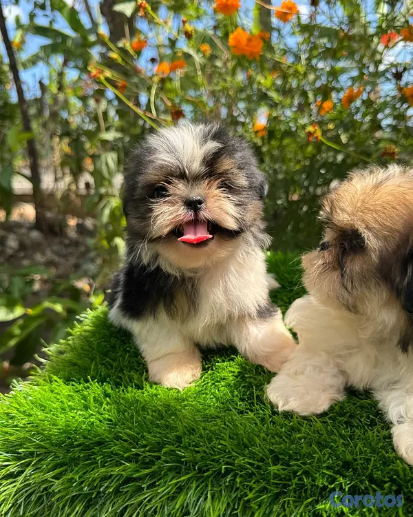 animales y mascotas - Cachorros Shitzo Mini Hembra 5