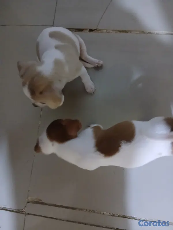 animales y mascotas - Jack Russell Terrier Mini  6
