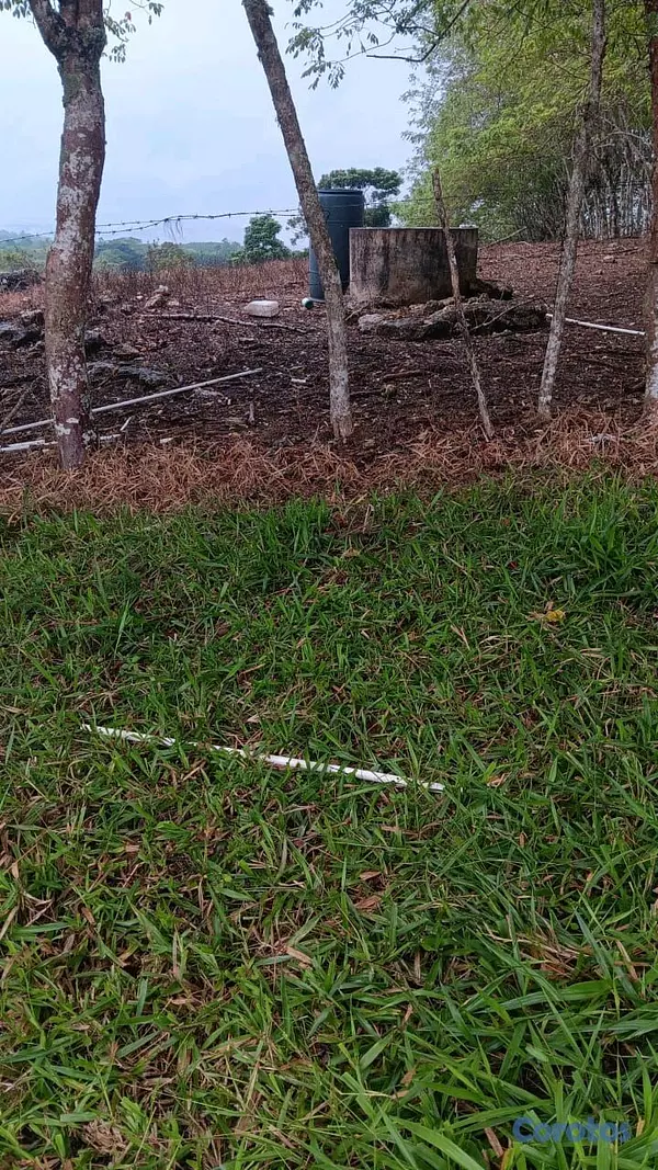 solares y terrenos - finca de 376 tareasen sabana grande de boya  9