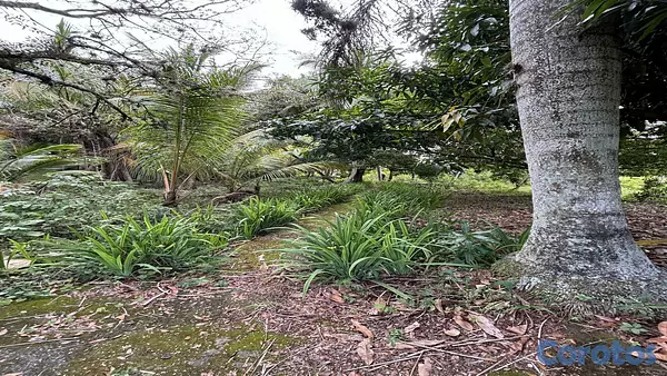 solares y terrenos - Venta Terrenos y Finca Km 25 Autopista  Duarte 6