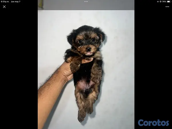 animales y mascotas - yorkie mini en especial  4