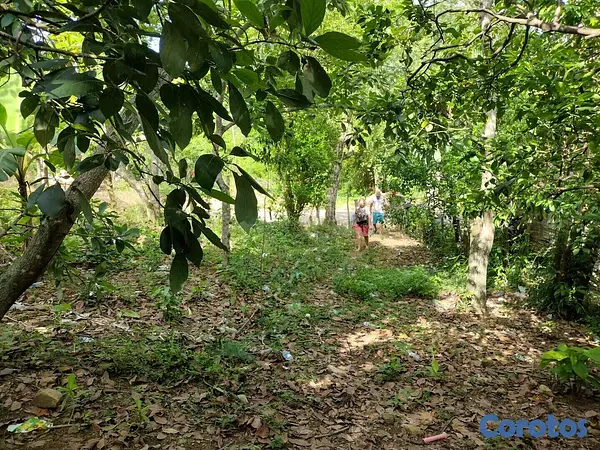 solares y terrenos - 20 tareas entrada a carretera,al lado escuela salome urena,asceso a agua y luz. 6