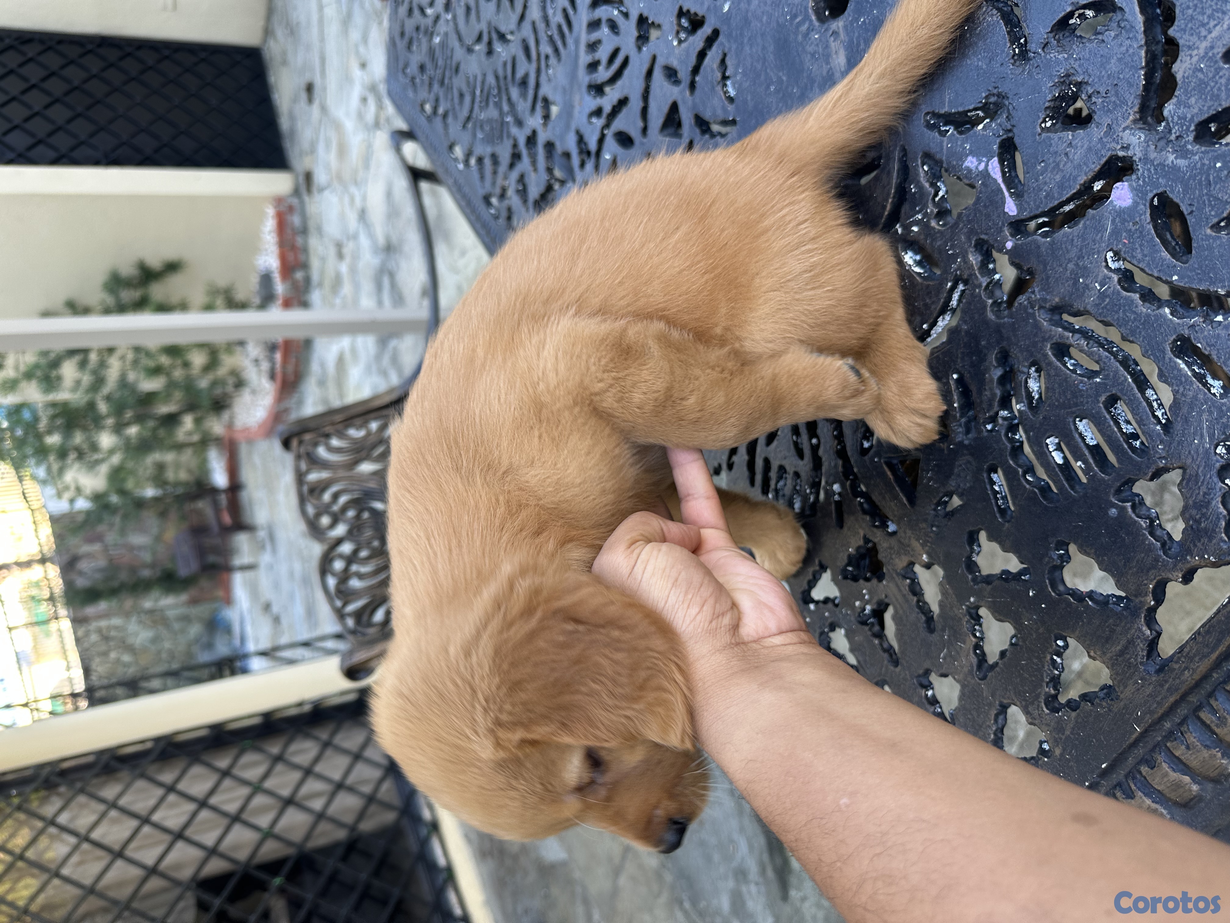 animales y mascotas - Se vende golden retriever 5