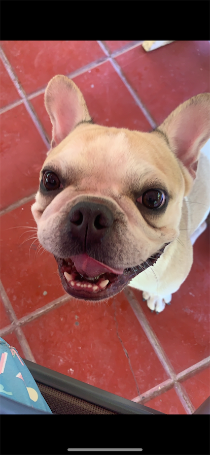 animales y mascotas - Bulldog frances para monta