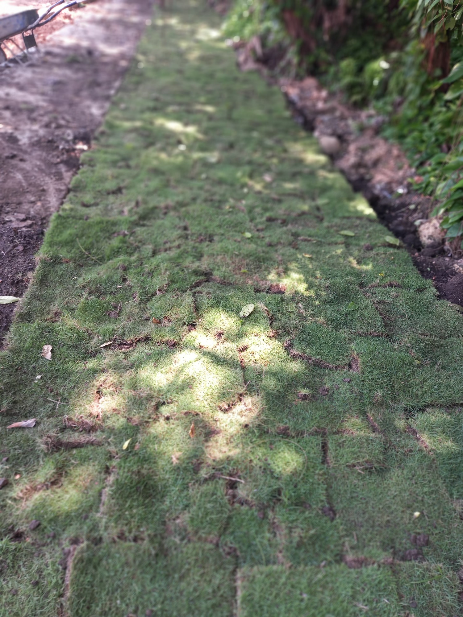 herramientas, jardines y exterior - Tierra negra 4