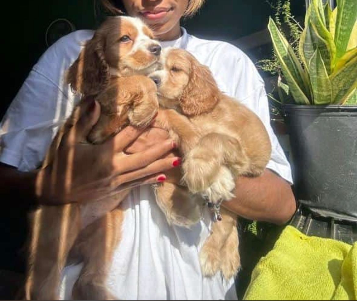 animales y mascotas - OFERTA CACHORRO COCKER SPANIEL HEMBRA EN SANTO DOM