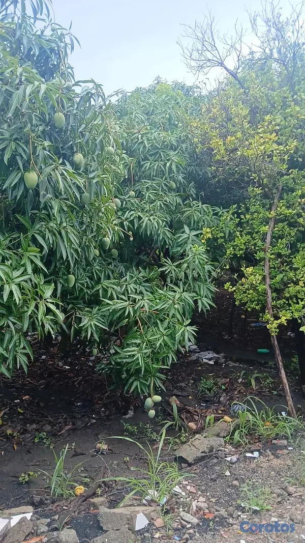 solares y terrenos - finca de 7 tareas sembrada de mango y aguacate  3