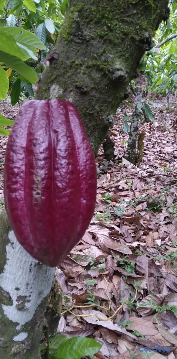 solares y terrenos - Finca de CACAO en El Valle de HATO MAYOR, 112 tare 2