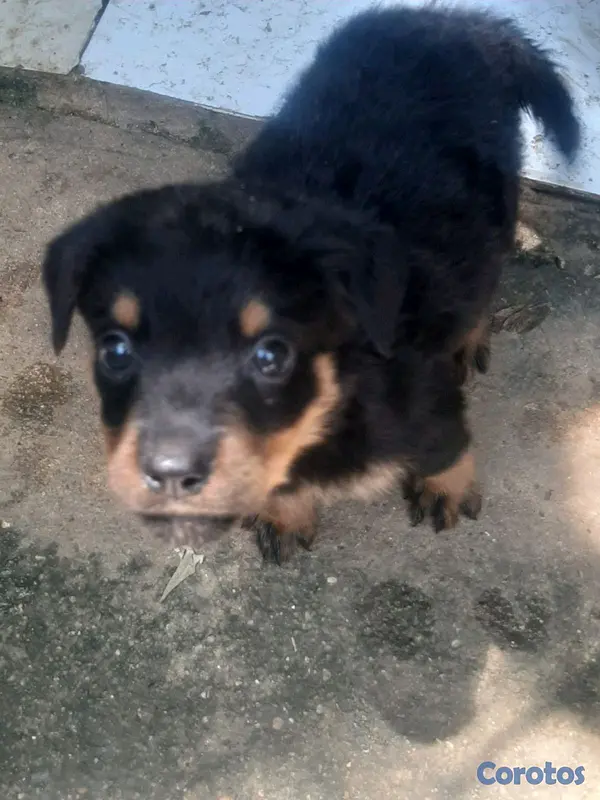 animales y mascotas - cachorro Rottweiler 6