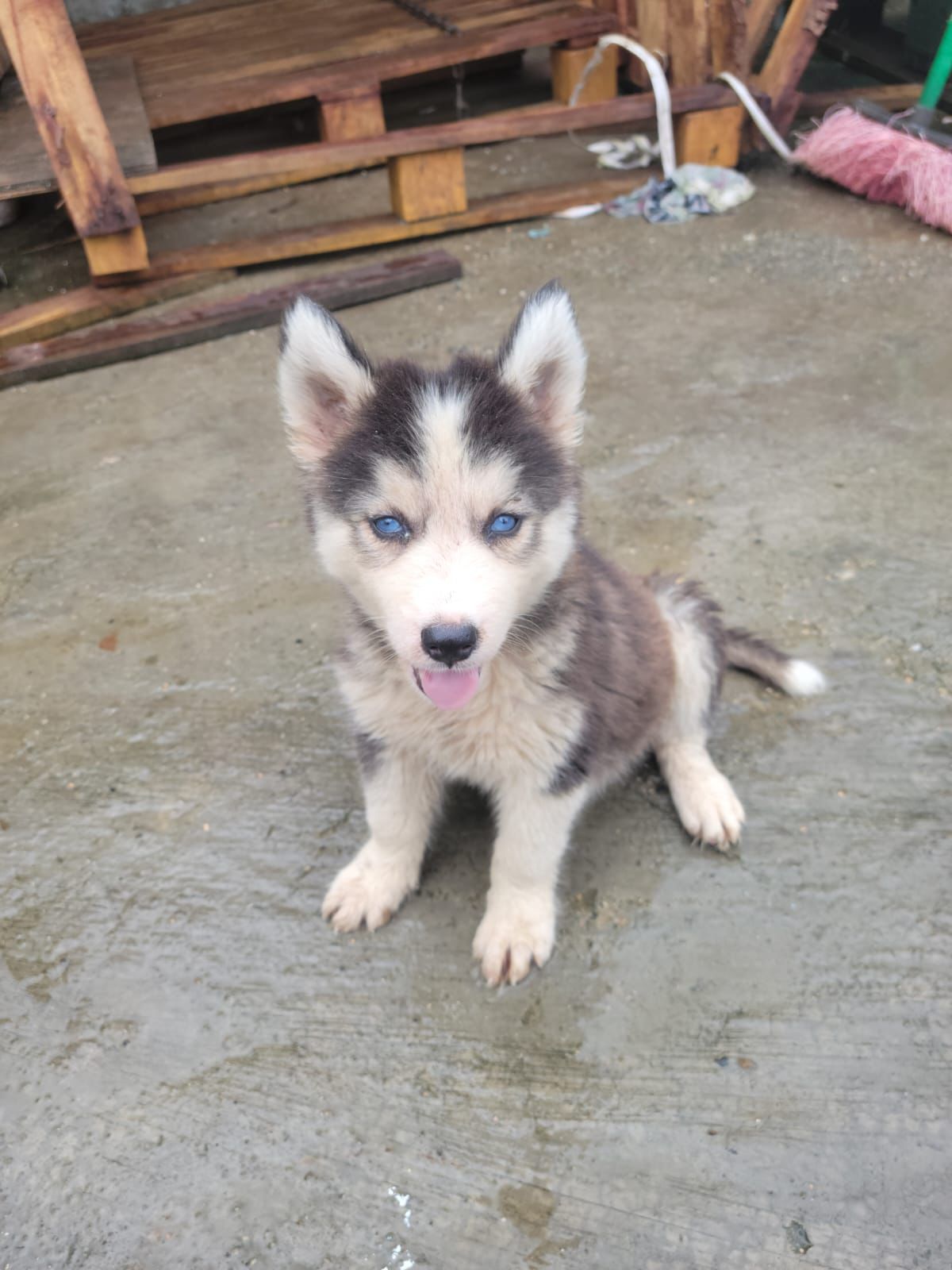 animales y mascotas - OFERTA CACHORRO HUSKY MACHO EN SANTO DOMINGO Y VAC