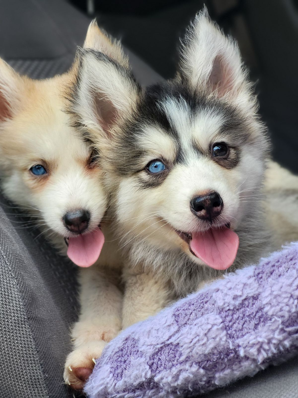 animales y mascotas - OFERTA CACHORRO HUSKY WOOLY MACHO SE ENTREGA CON T