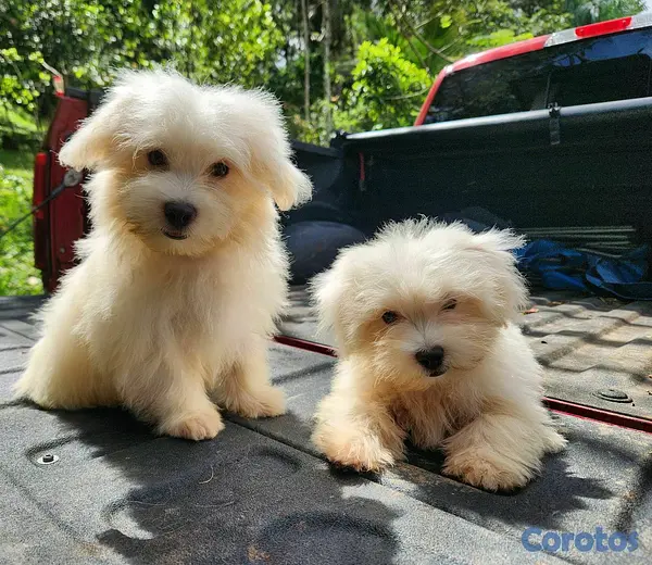 animales y mascotas - CACHORROS MALTÉS 3