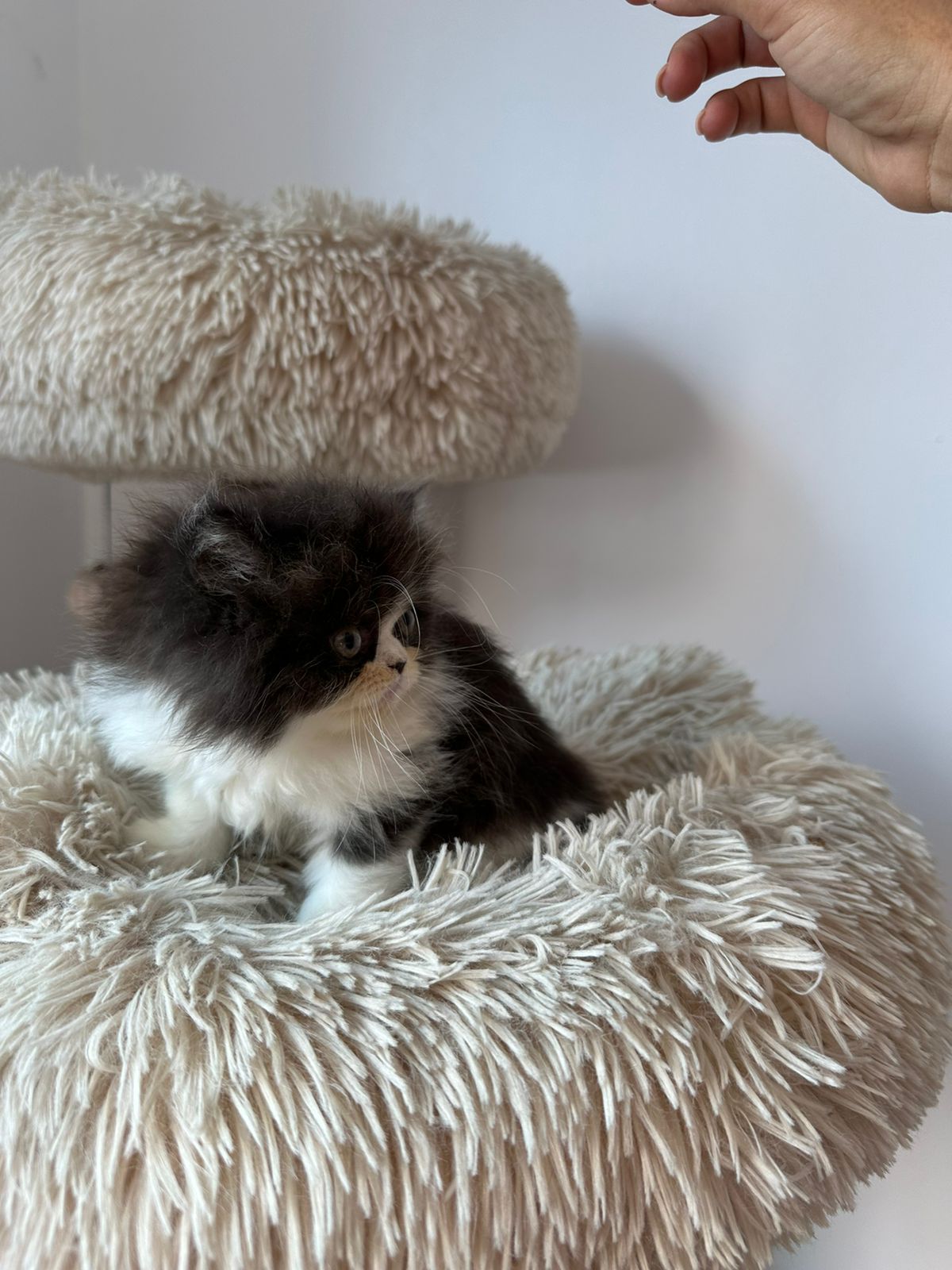 animales y mascotas - OFERTA CACHORRO GATO PERSA AMBOS SEXO EN SANTO DOM