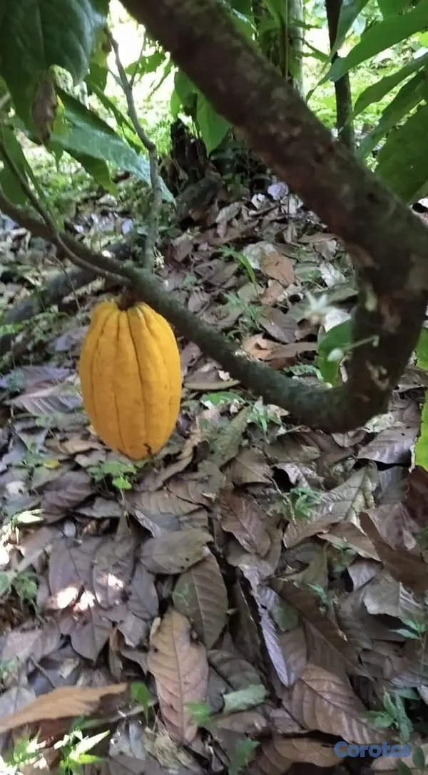 solares y terrenos - Finca de CACAO en El Valle de HATO MAYOR, 112 tare 3