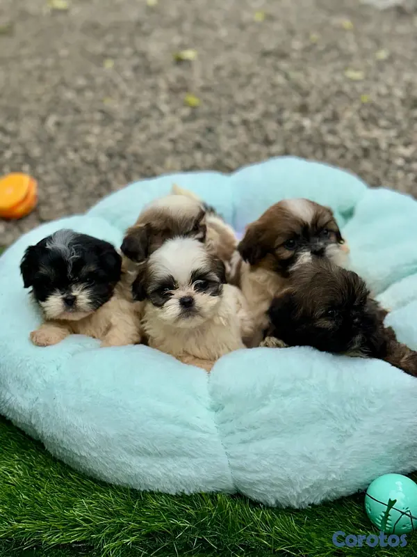 animales y mascotas - Shipoo  3