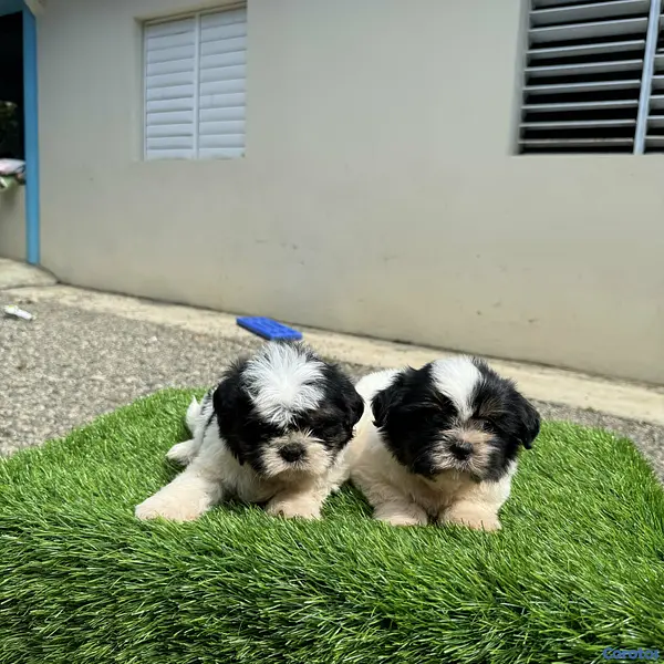 animales y mascotas - cachorro shipoo 6