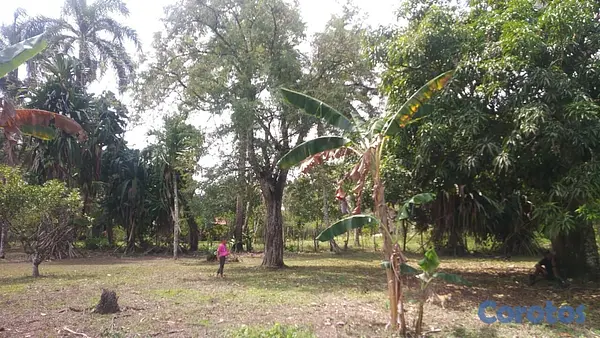 solares y terrenos -  finca con su titulo, terreno cun muchos arboles frutales  2