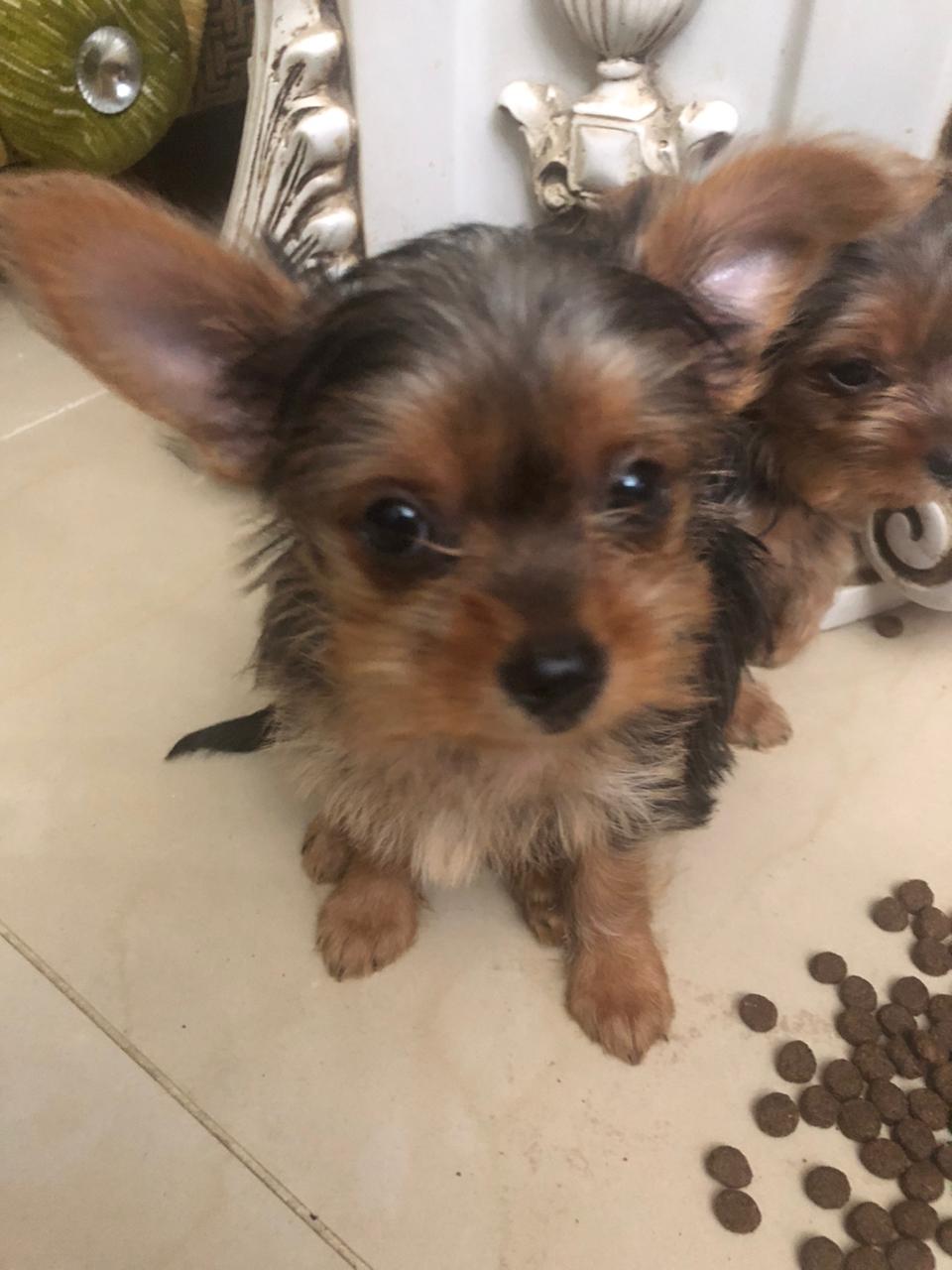 animales y mascotas - OFERTA CACHORRO YORKIE AMBOS SEXO EN SANTO DOMINGO