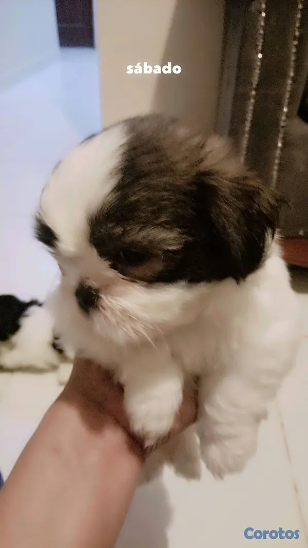 animales y mascotas - SHIH TZU MACHO 💙  4
