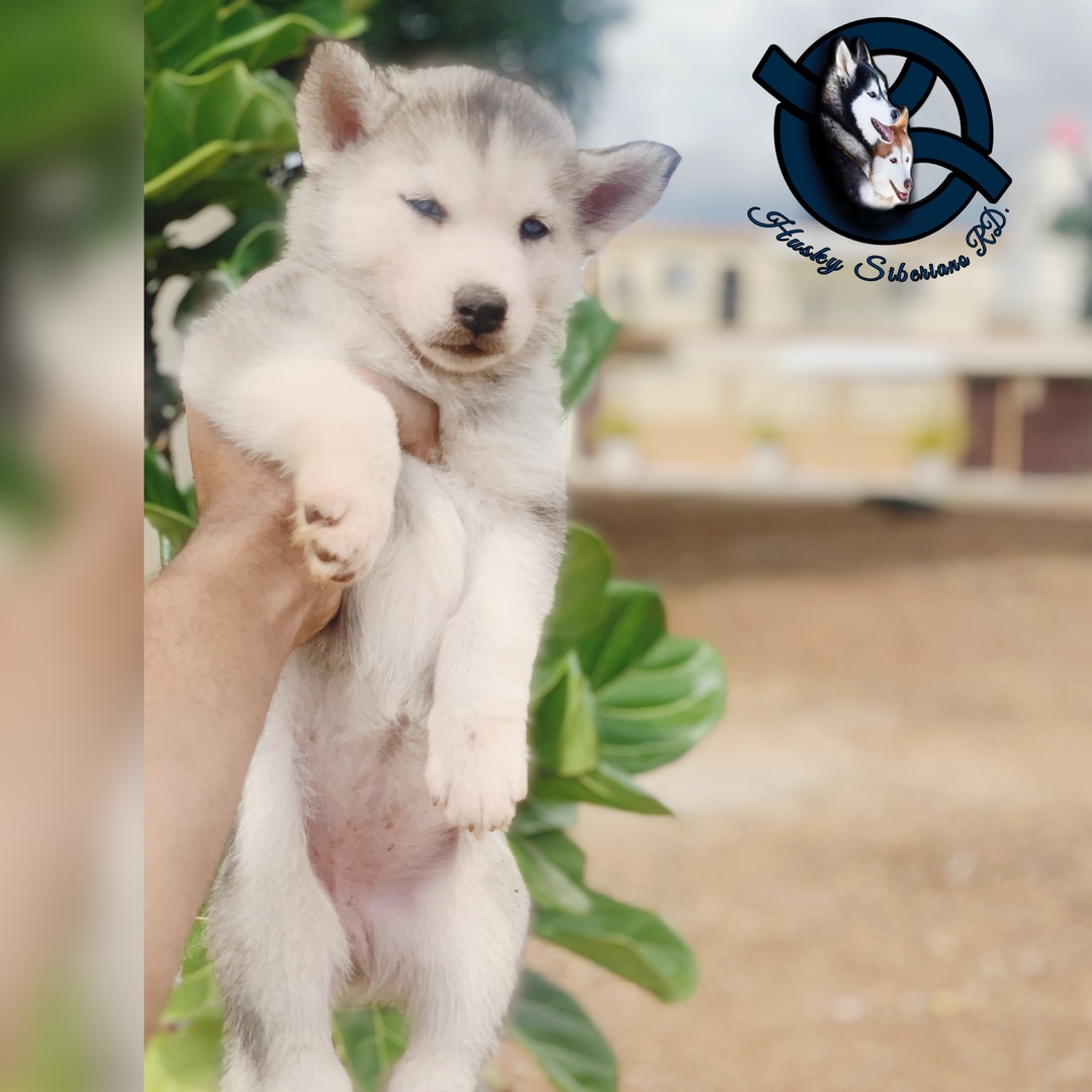 animales y mascotas - Husky siberiano hembra 
