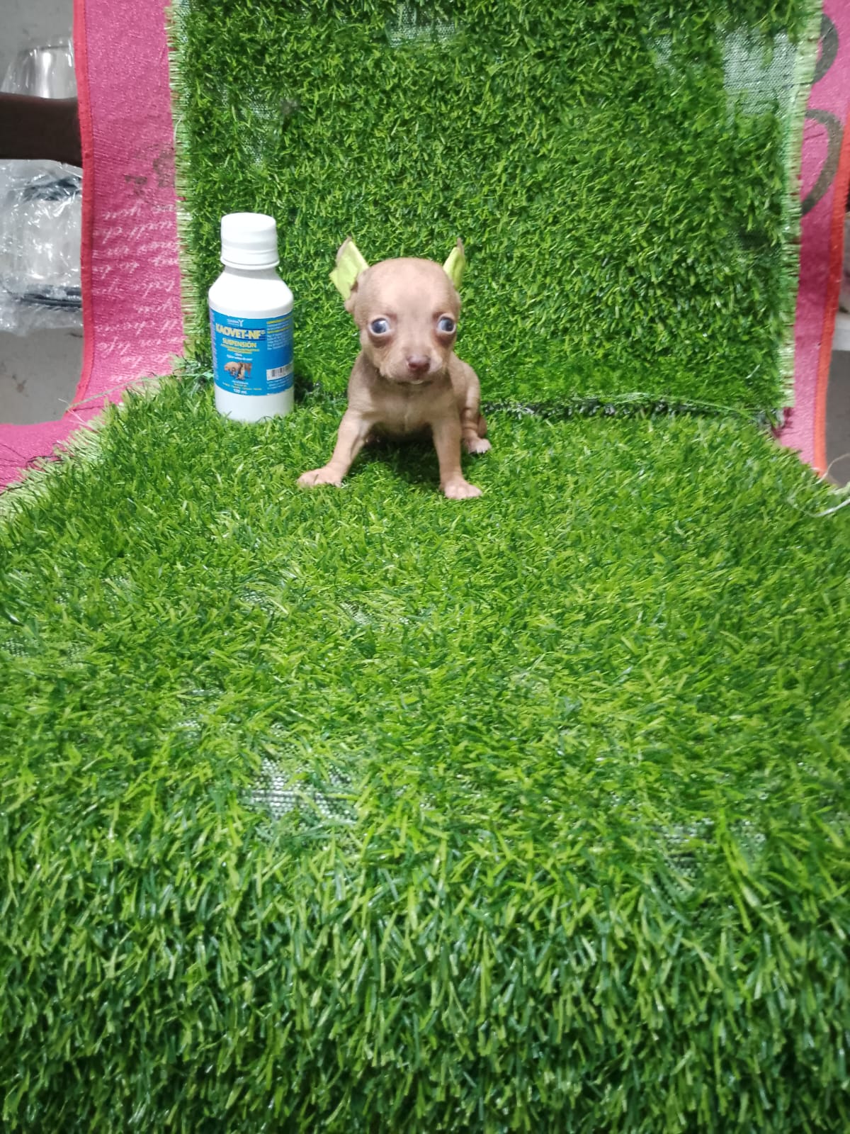animales y mascotas - OFERTA CACHORRO CHIHUAHUA HEMBRA EN SANTO DOMINGO 