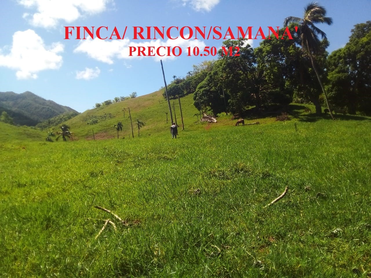 solares y terrenos - Finca de 140.000 m2 - 223 tareas en Rincon de Samana