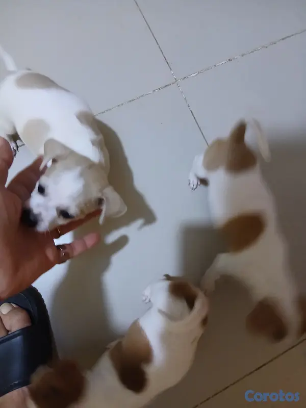 animales y mascotas - Jack Russell Terrier Mini  8