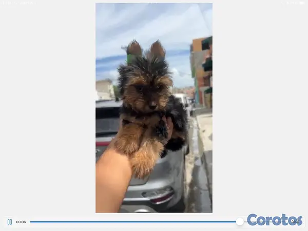 animales y mascotas - yorkie mini en especial  5