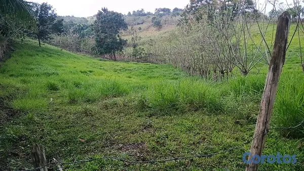 otros inmuebles - finca de 80 tareas perfecta para casa campestre  2