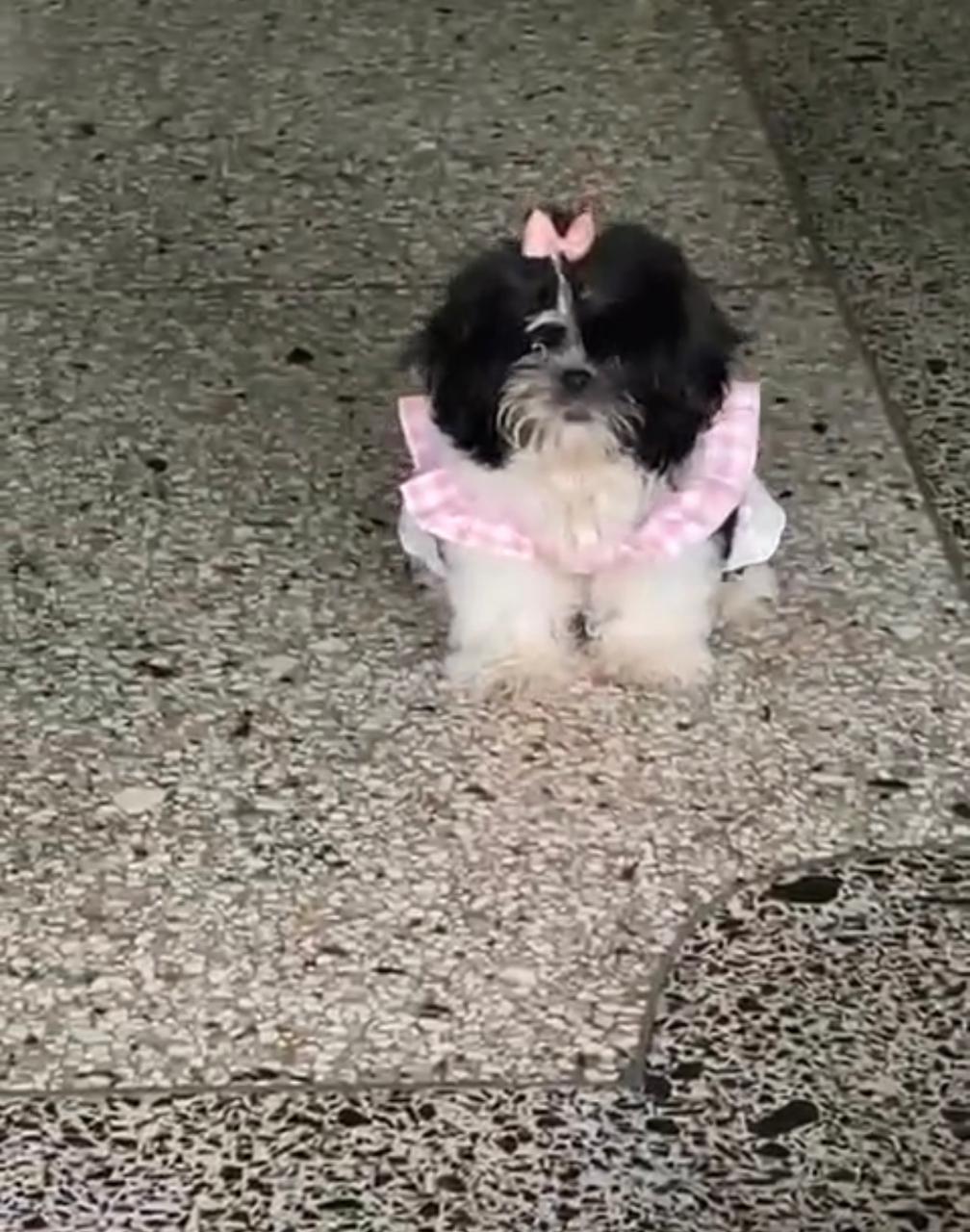 animales y mascotas - OFERTA CACHORRO SHIH TZU HEMBRA EN SANTO DOMINGO Y