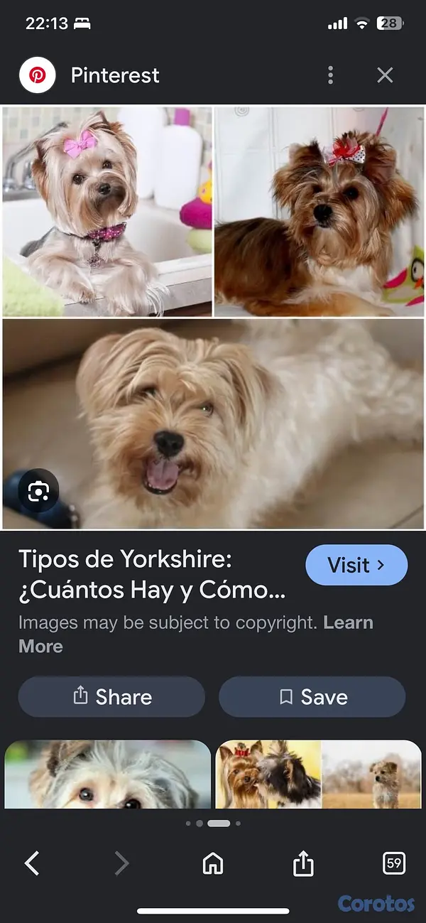 animales y mascotas - yorkie hembra  2