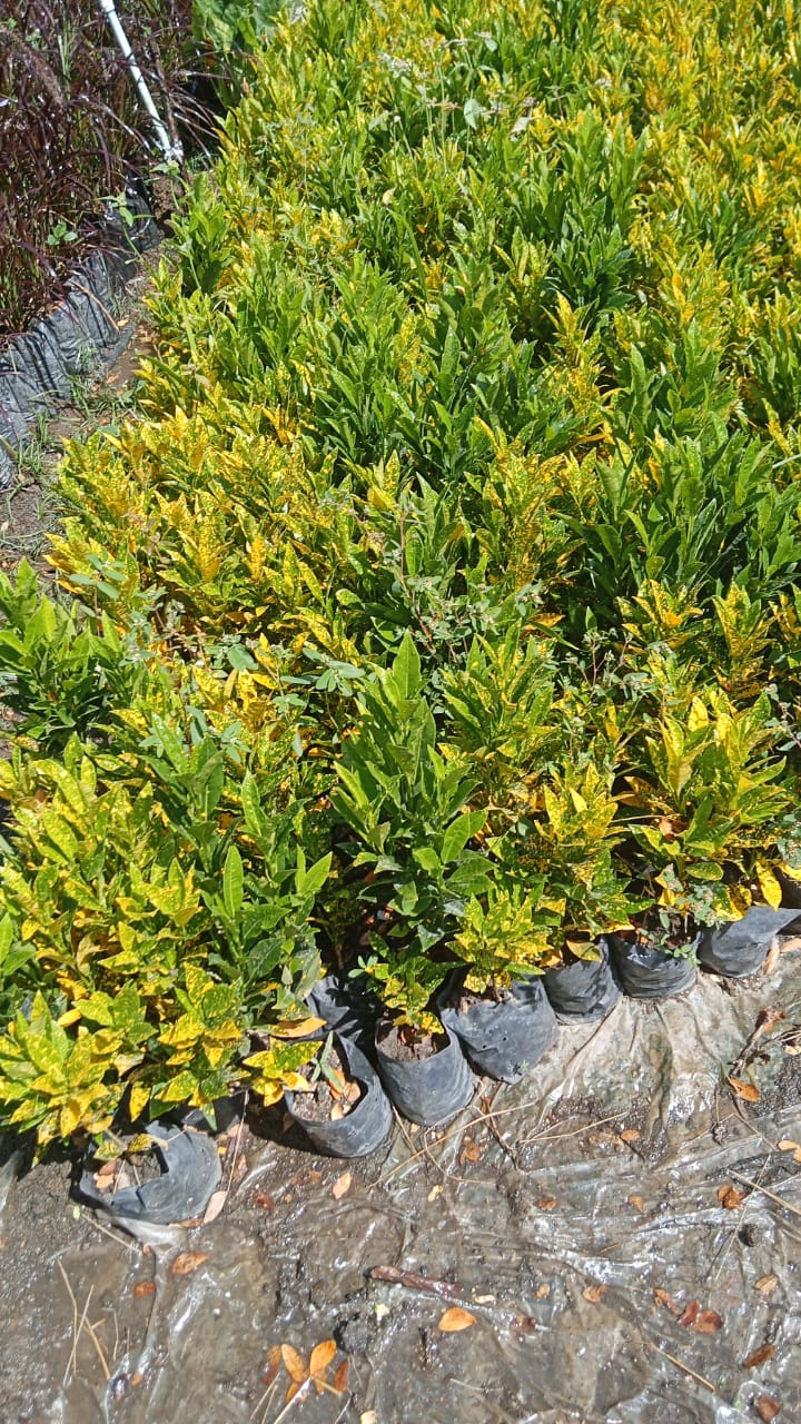 herramientas, jardines y exterior - Vivero el mayor