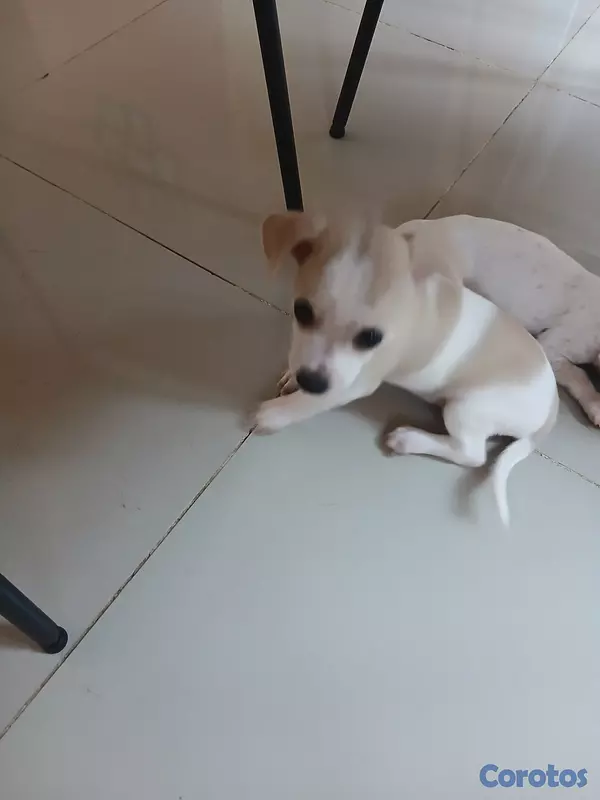 animales y mascotas - Jack Russell Terrier Mini  9