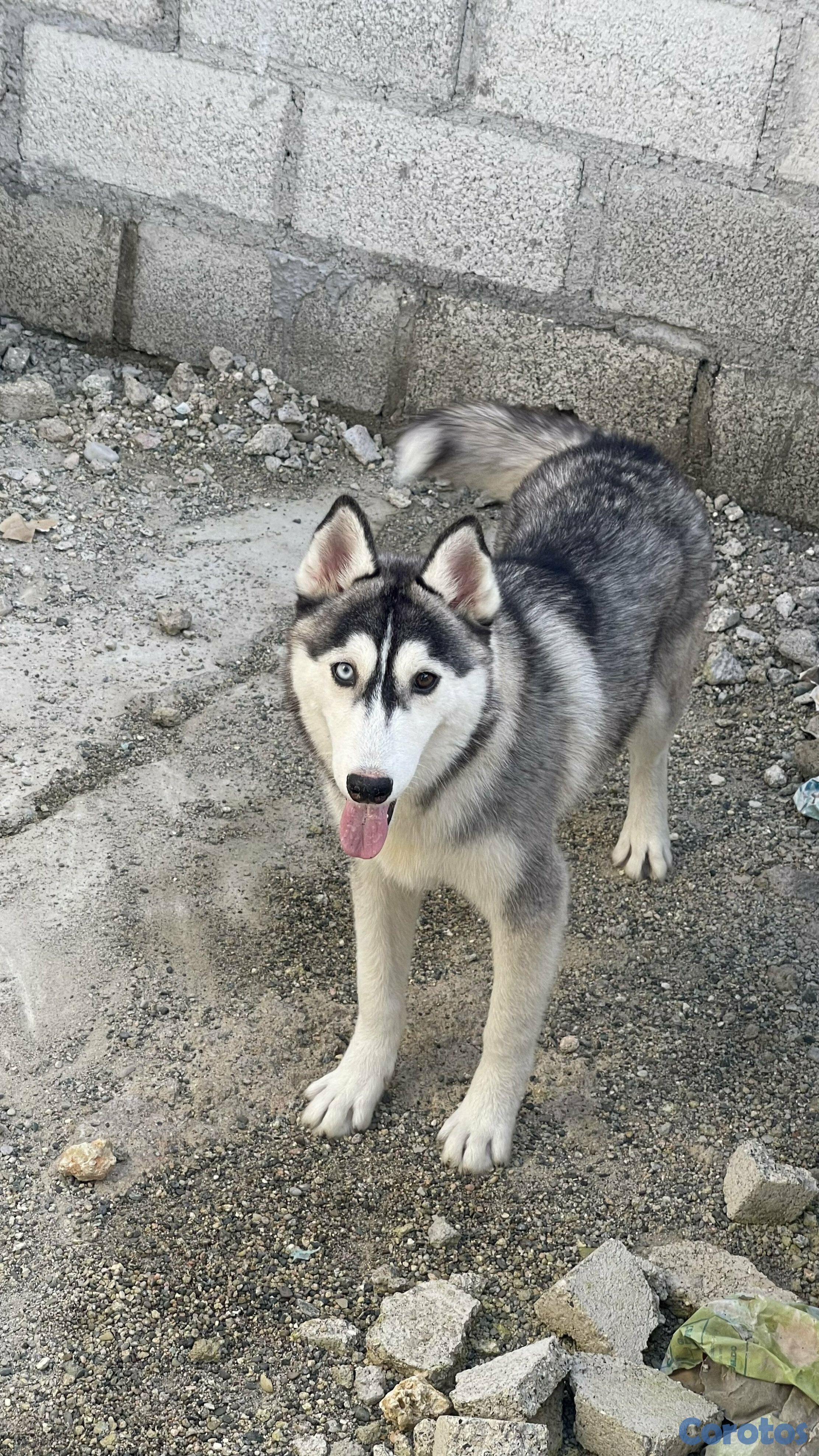animales y mascotas - HUSKY SIBERIANO MACHO 1