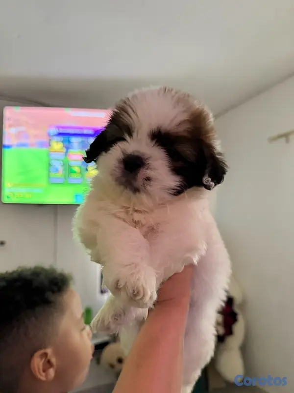 animales y mascotas - shipoo 4