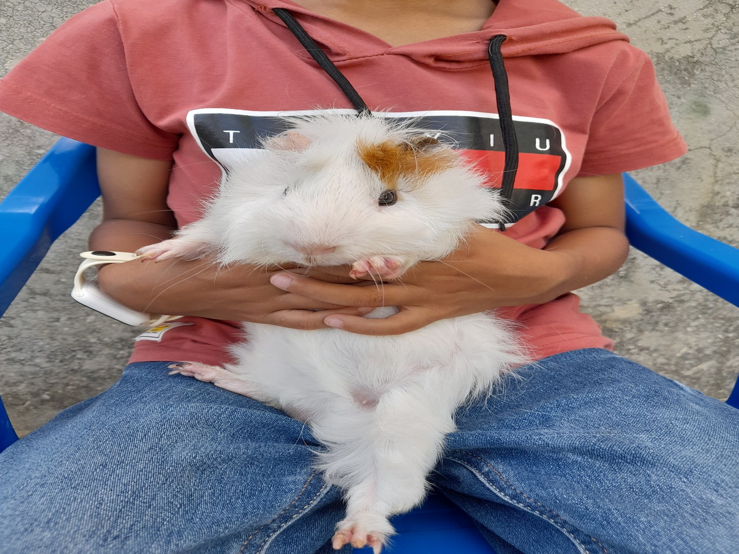 animales y mascotas - Cobayas pelo corto y peludos mascotas idealesSan Rafael del Yuma -la altagracia
