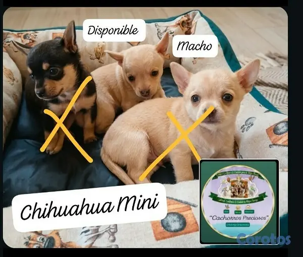 animales y mascotas - Chihuahua Cabezita a Manzanita  8